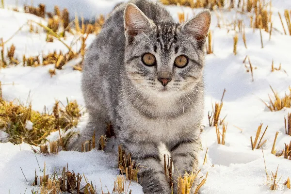 一只猫在田野里行走于雪中
