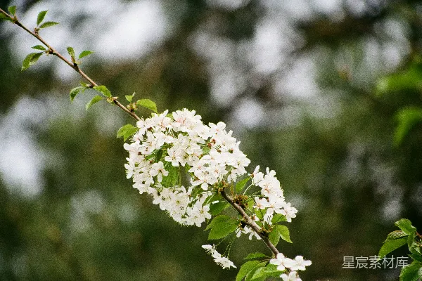 一棵树上开着白色花朵的枝条