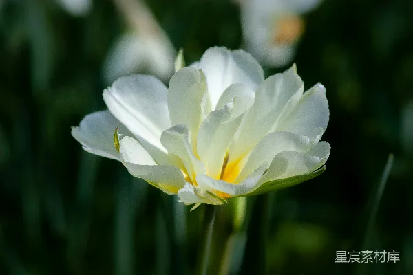 单瓣花