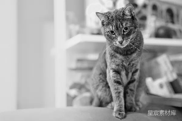 一只猫正在坐着并向下看。