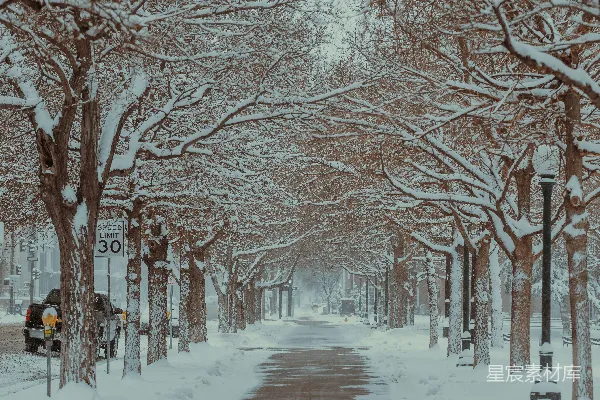 一条被雪花覆盖的街道两旁种满了树木和路标