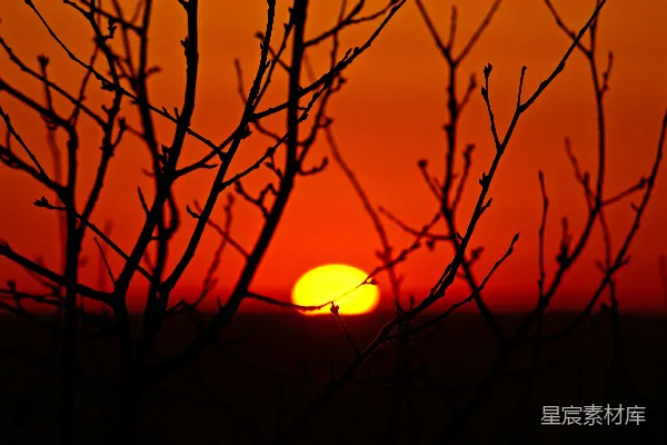 夕阳下的树干轮廓