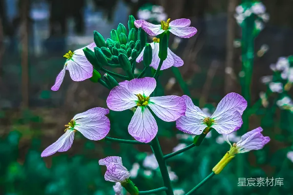 一片紫色的花田中有绿叶点缀