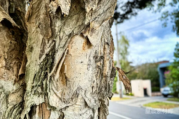 高清摄影 一张街道背景下的树木特写照片