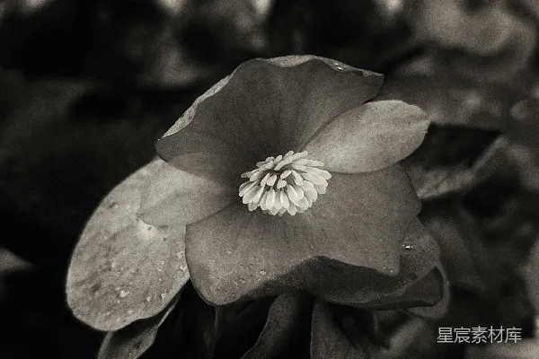 黑白的一张花照片