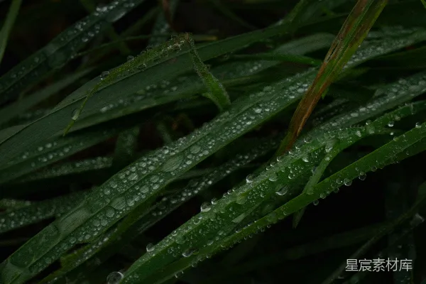 草叶上挂着水珠的特写镜头