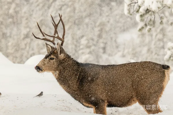 两只鹿站在雪地里彼此相邻