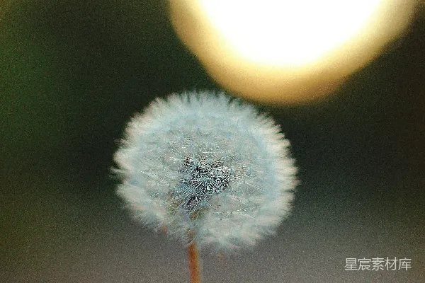 拿着蒲公英花的人