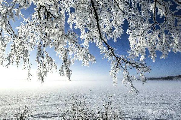 覆盖着白雪的田野，前景中有树木。
