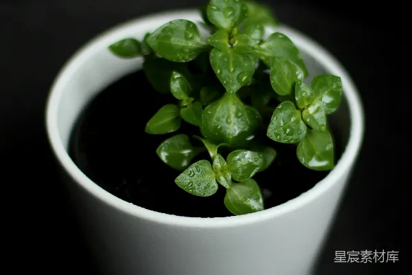 绿色植物置于白色陶瓷盆中
