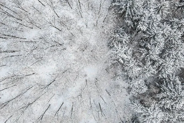 雪覆盖的森林中的空中俯视图，树木光秃。