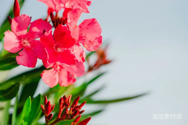一朵花的特写镜头