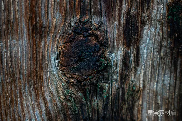 干燥木材纹理中的一个节疤的特写镜头。