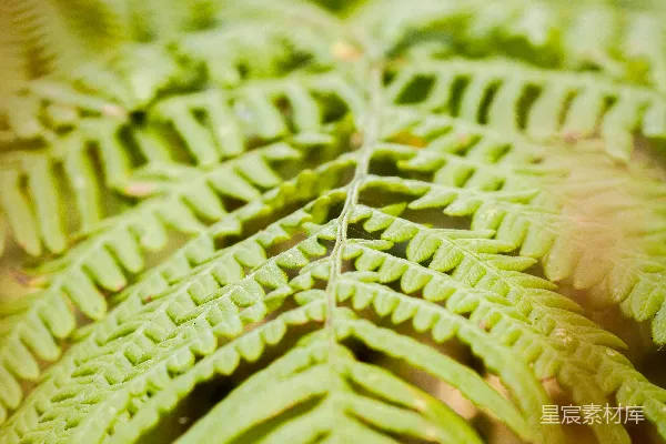 高清摄影 绿色蕨类植物的特写摄影
