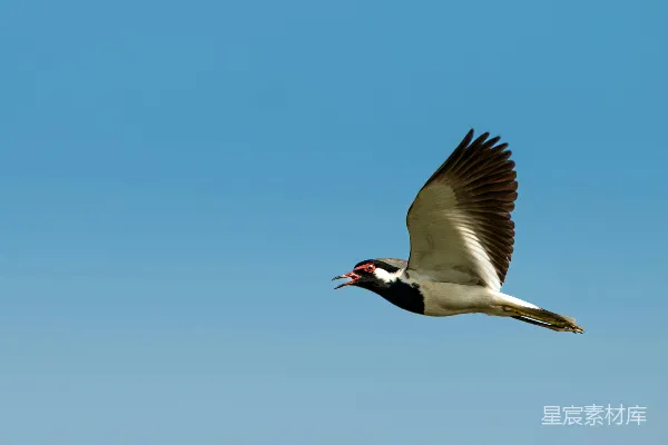 一只带有黑、白、红条纹的鸟在飞翔。
