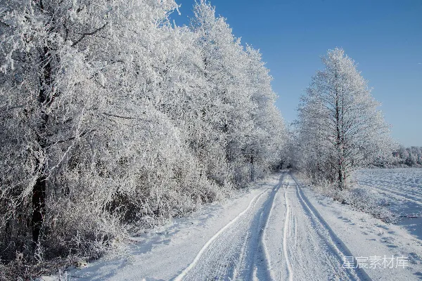 一条被树木和积雪覆盖的道路被白雪环绕。