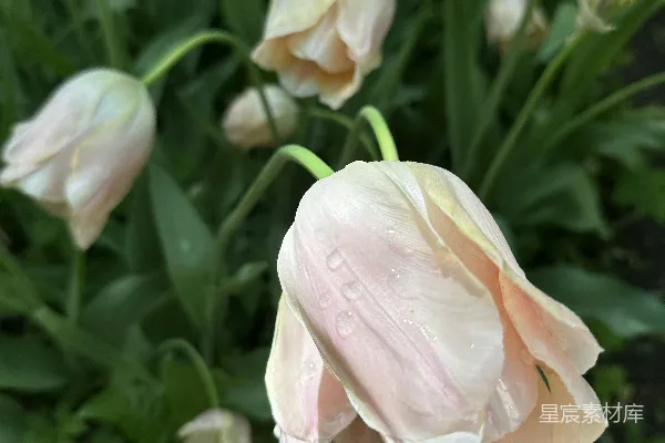 一 bunch 花在草里