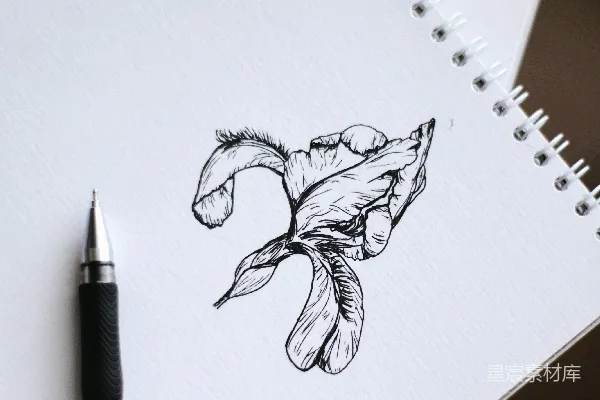 高清摄影 白色打印纸上有女人素描图