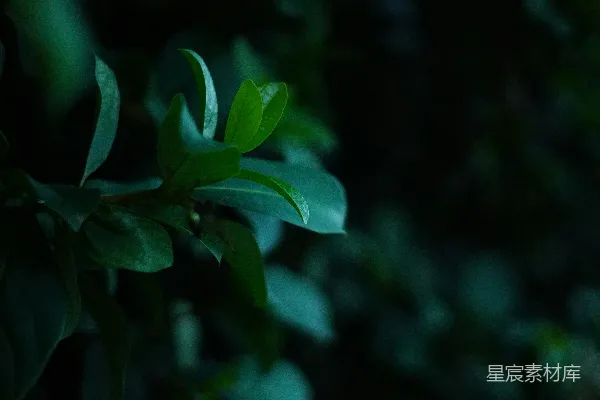 树上一片绿色叶子的特写