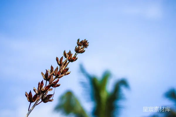 高清摄影 一株植物的特写，背景是蓝天。