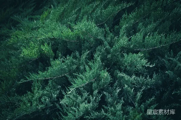 一 bunch 绿色植物在草中