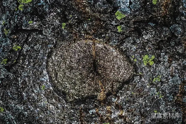 树的特写镜头