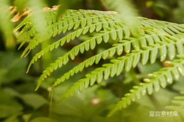 高清摄影 绿色蕨类植物的特写摄影