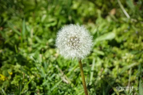 高清摄影 一片草地中央的一株蒲公英