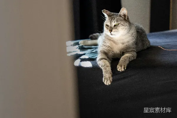 一只猫躺在黑色的沙发上