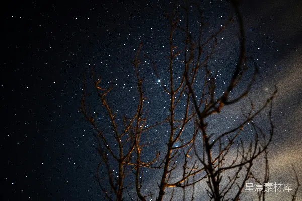 裸露的树干 against 一轮繁星点点 的夜空