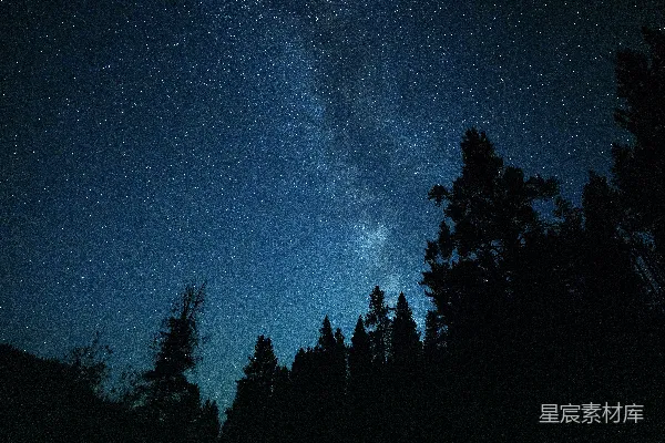 星空下的树木