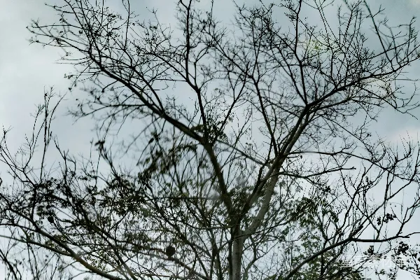 一只鸟停在树的一根树枝上