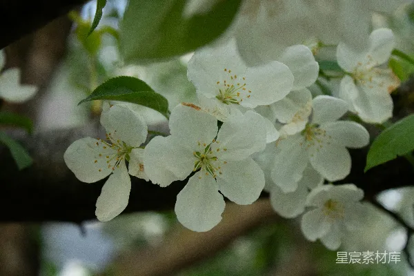 树干上一朵花的特写
