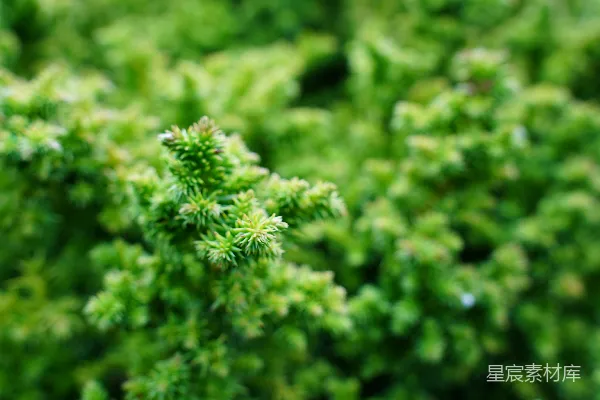 一棵绿植的特写镜头，长满了叶子。