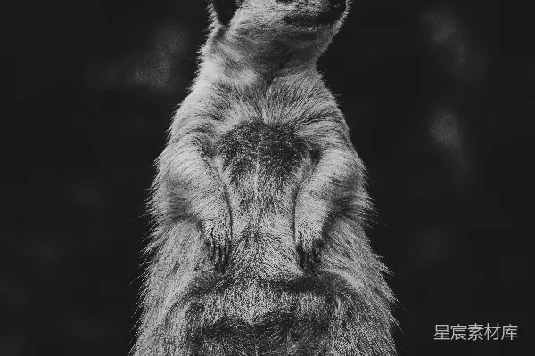 一只矮 mongoose 警觉地站在一块岩石上。
