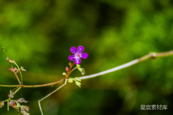 枝头一株小紫花，带着晶莹的露珠。