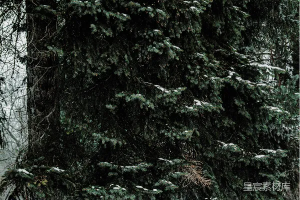 白天绿色和棕色的树