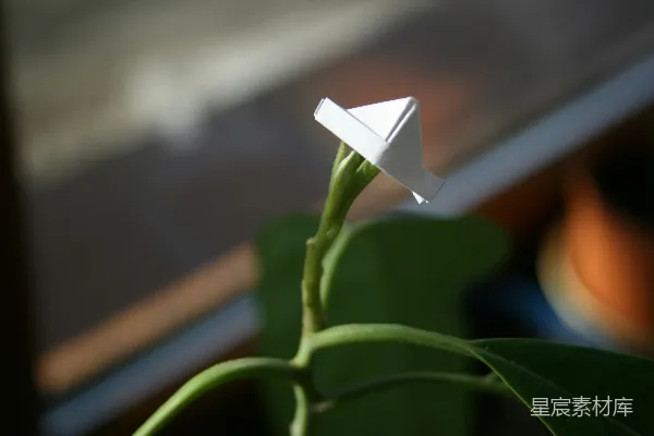 高清摄影 微倾镜头下的白色花蕾