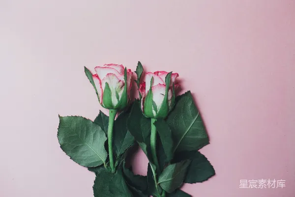 墙边两朵红玫瑰