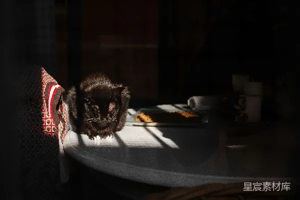 一只黑猫坐在一张白色的桌子上。