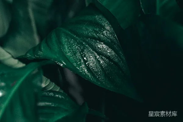 一棵绿叶植物的特写镜头