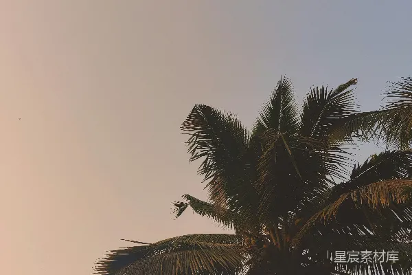 几棵棕榈树并排站立着
