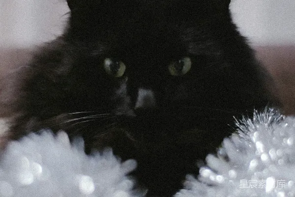 黑色猫卧于蓝色与白色织物之上