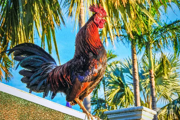 高清摄影 一只公鸡站在棕榈树旁边的栏杆上