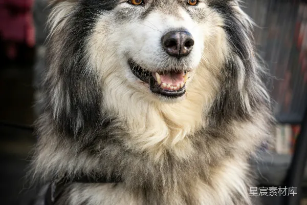 一只狗坐在椅子上看着相机