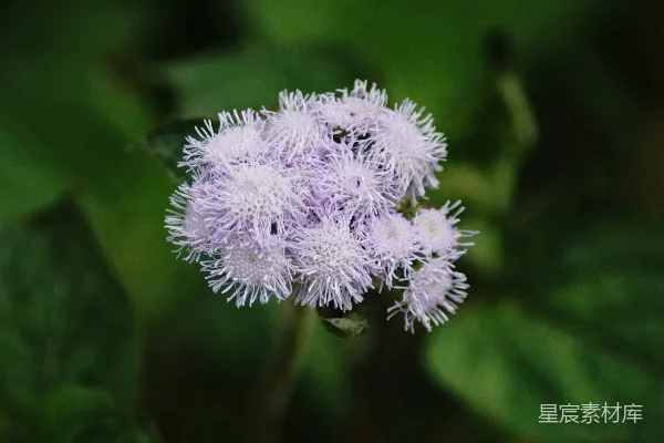 高清摄影 一株紫色的花的特写，背景是绿色的叶子。