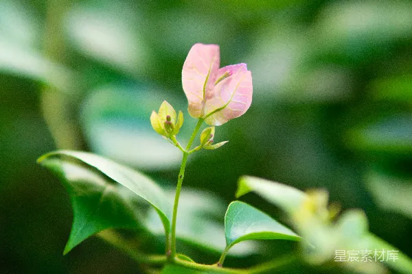 高清摄影 一朵粉红色的小花，背景中有绿色的叶子。