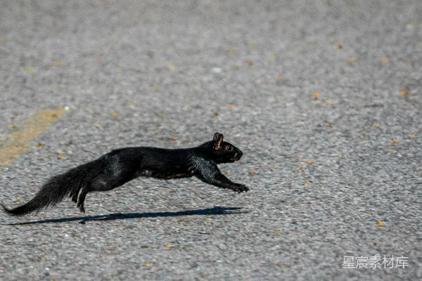 黑猫正在街上跑着。
