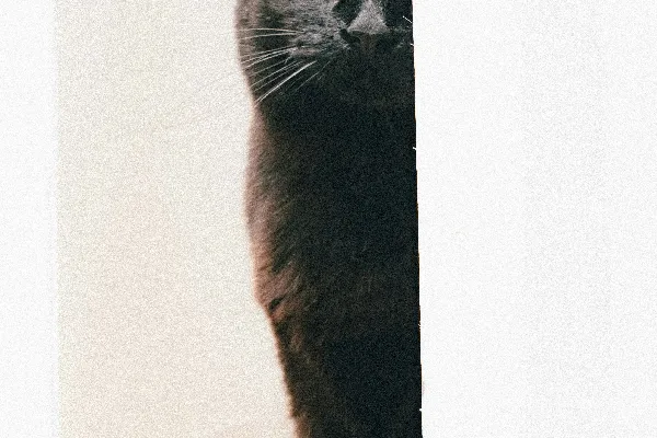一只黑猫探出头来。