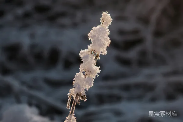 一棵覆盖着白雪的植物旁边有一片水域